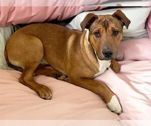 German Shepherd Dog-Unknown Mix Dogs for adoption in Tulsa, OK, USA