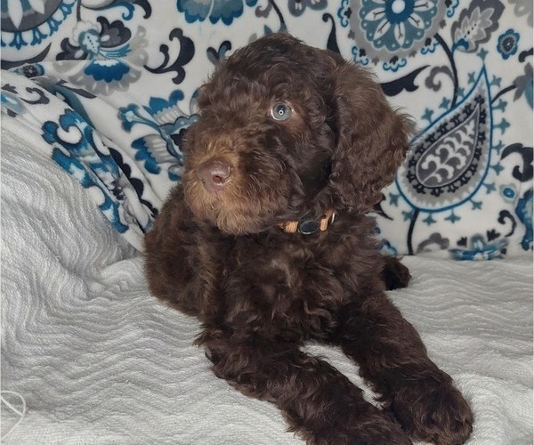 Medium Photo #2 Poodle (Standard) Puppy For Sale in ELKTON, KY, USA