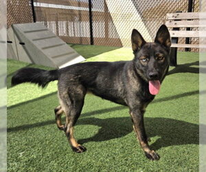 Gerberian Shepsky Dogs for adoption in Norco, CA, USA