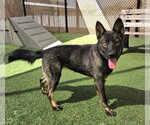 Small Gerberian Shepsky