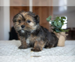 Small Photo #1 Shorkie Tzu Puppy For Sale in BERNE, IN, USA