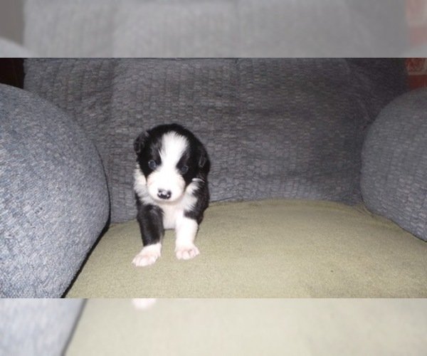 Medium Photo #10 Border Collie Puppy For Sale in AIKEN, SC, USA