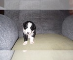 Small Photo #10 Border Collie Puppy For Sale in AIKEN, SC, USA