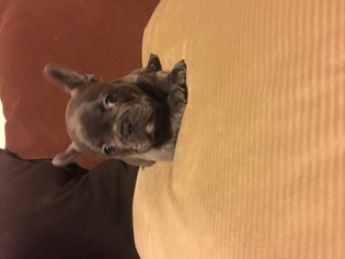 French Bulldog Puppy for sale in SAN LEANDRO, CA, USA