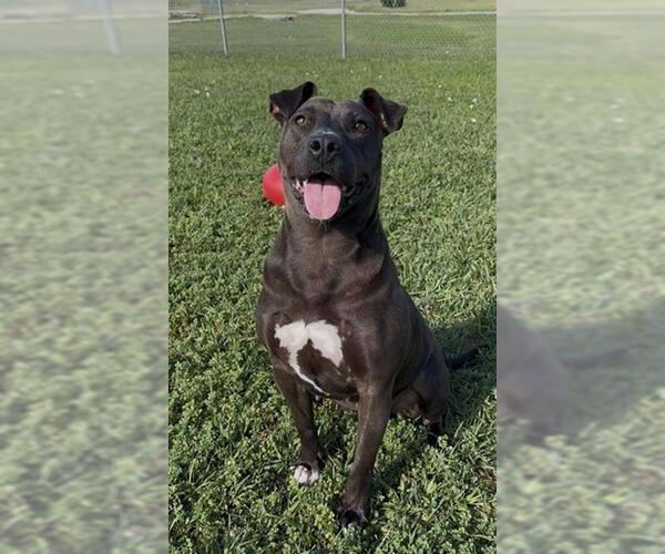 Medium Photo #3 Staffordshire Bull Terrier Puppy For Sale in Rosenberg, TX, USA