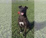 Small #2 Staffordshire Bull Terrier