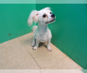 Cavachon Puppy for sale in PATERSON, NJ, USA