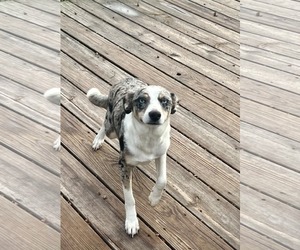 Mutt Dogs for adoption in Cranston, RI, USA
