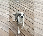 Small Mutt