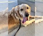 Small #2 Golden Retriever