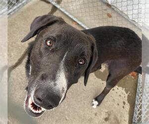 Border Collie Dogs for adoption in Bakersfield, CA, USA