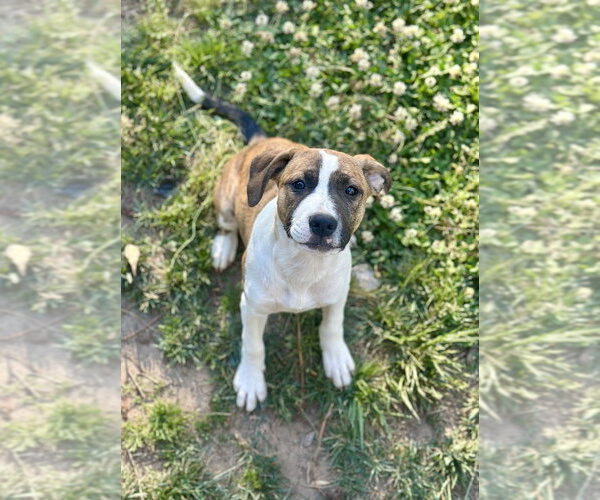 Medium Photo #16 Boxer-Unknown Mix Puppy For Sale in Mooresville, NC, USA