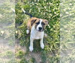 Small #15 Boxer Mix