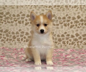 Pomsky Puppy for sale in DENVER, PA, USA