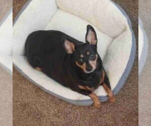 Miniature Pinscher Dogs for adoption in DAYTON, OH, USA