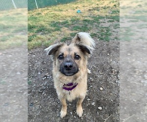 Buzz - Male Chihuahua-Unknown Mix Dog for Adoption
