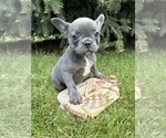 Small #3 French Bulldog
