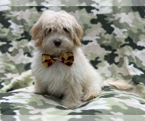 Poovanese Puppy for sale in LAKELAND, FL, USA
