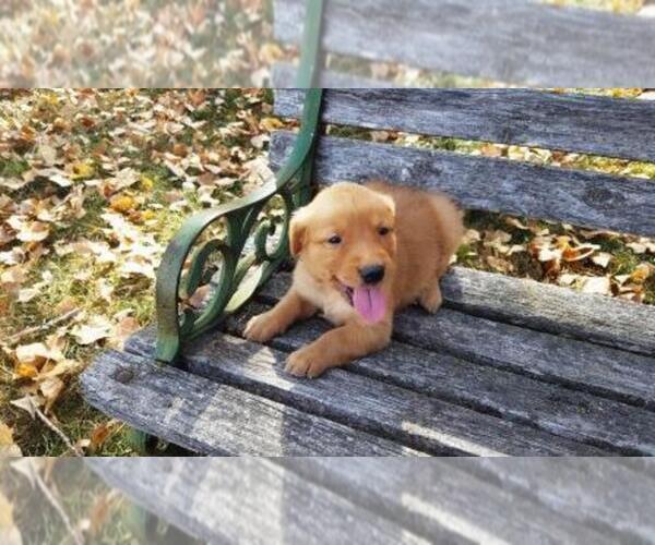 Medium Photo #2 Golden Retriever Puppy For Sale in LEON, KS, USA