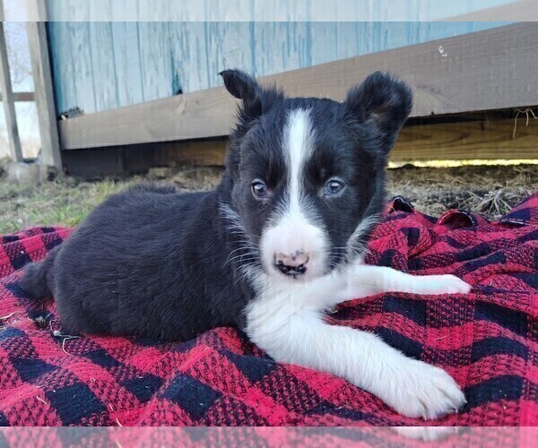 Medium Photo #12 Border Collie Puppy For Sale in NORBORNE, MO, USA