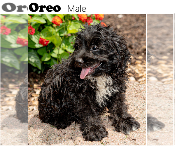 Medium Photo #1 Cock-A-Poo Puppy For Sale in ELKTON, MD, USA