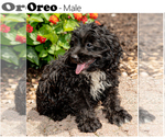 Puppy Oreo Cock-A-Poo