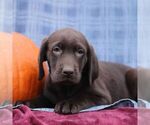 Small Labrador Retriever