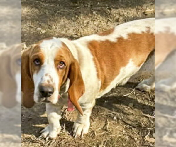 Medium Photo #1 Basset Hound Puppy For Sale in Deepwater, NJ, USA