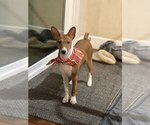 Small Photo #8 Basenji Puppy For Sale in SACRAMENTO, CA, USA