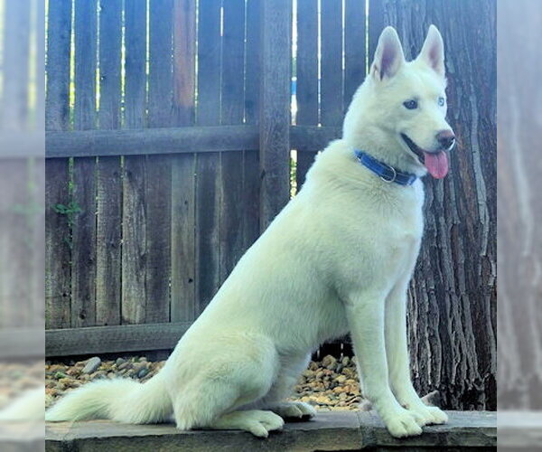 Medium Photo #2 Siberian Husky Puppy For Sale in Omaha, NE, USA