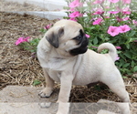 Small Photo #3 Pug Puppy For Sale in SHILOH, OH, USA