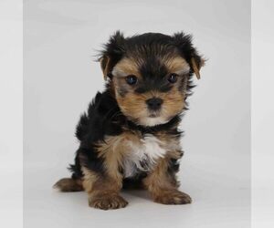 Shih Tzu Puppy for sale in LOS ANGELES, CA, USA