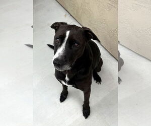 Labrador Retriever-Unknown Mix Dogs for adoption in San Diego, CA, USA