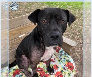 Staffordshire Bull Terrier Dogs for adoption in Sugar Land, TX, USA