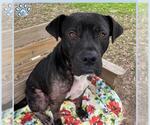 Small Staffordshire Bull Terrier