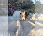 Puppy Clover Australian Shepherd