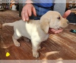 Puppy Yellow Labrador Retriever