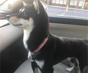 Shiba Inu Dog for Adoption in EAST GREENBUSH, New York USA