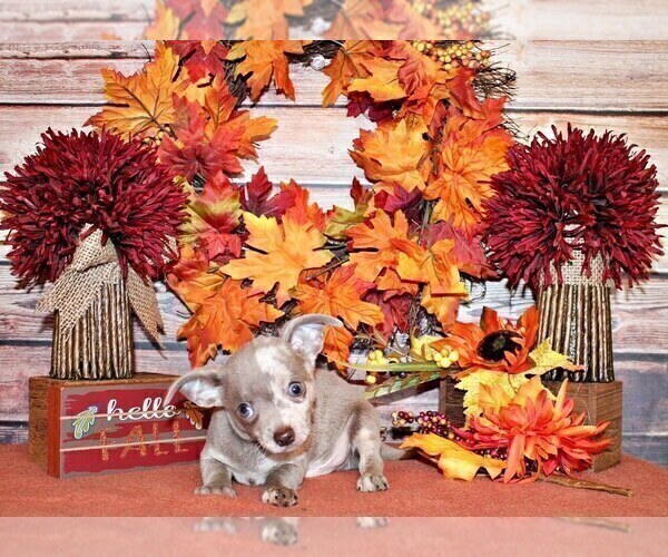 Medium Photo #57 Chihuahua Puppy For Sale in CHARLESTON, AR, USA