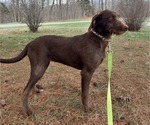Puppy 2 Australian Shepherd-Weimaraner Mix