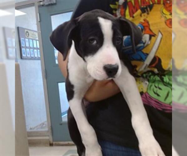 Medium Photo #1 Mutt Puppy For Sale in Oklahoma City, OK, USA