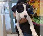 Small Mutt
