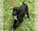 Small #1 Labrador Retriever Mix