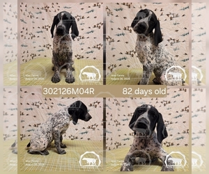 Medium German Shorthaired Pointer