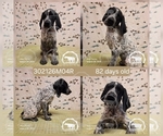 Puppy Boy 302126M04R German Shorthaired Pointer