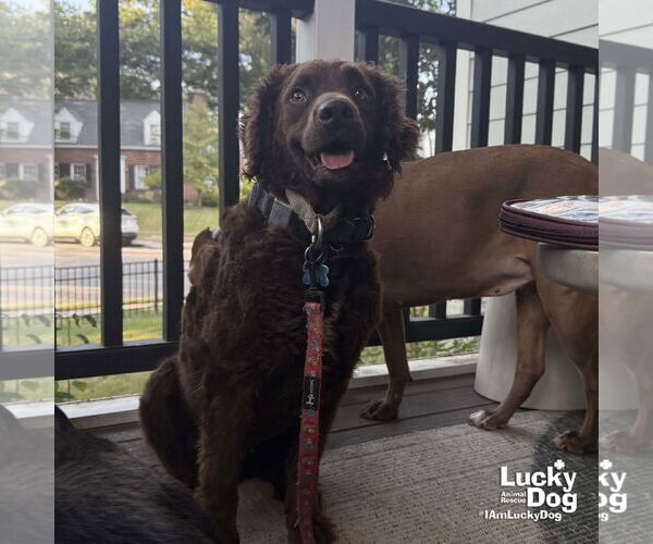 Medium Photo #4 Spaniel-Unknown Mix Puppy For Sale in Washington, DC, USA