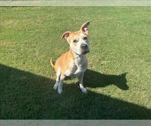 Labrador Retriever-Unknown Mix Dogs for adoption in Grovetown, GA, USA