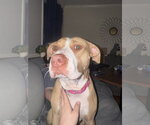 Small Photo #10 American Staffordshire Terrier-Unknown Mix Puppy For Sale in Garner, NC, USA