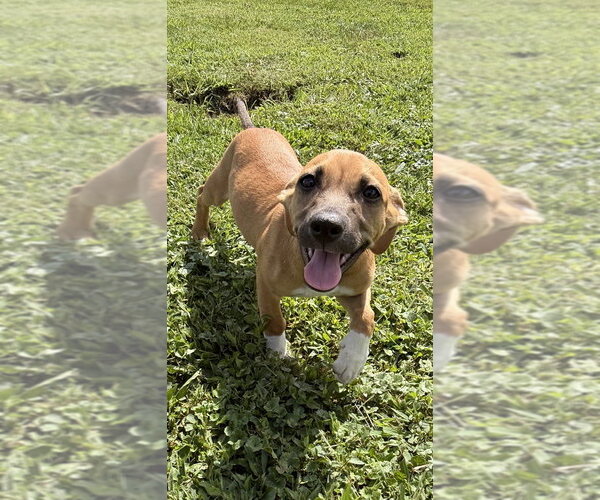 Medium Photo #7 Dachsador Puppy For Sale in Aurora, IN, USA