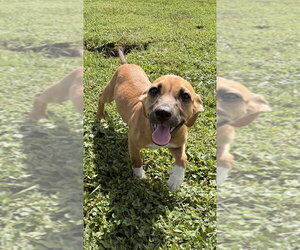 SRV Maya Empire : Judd - Male Dachsador Dog for Adoption - Photo #7